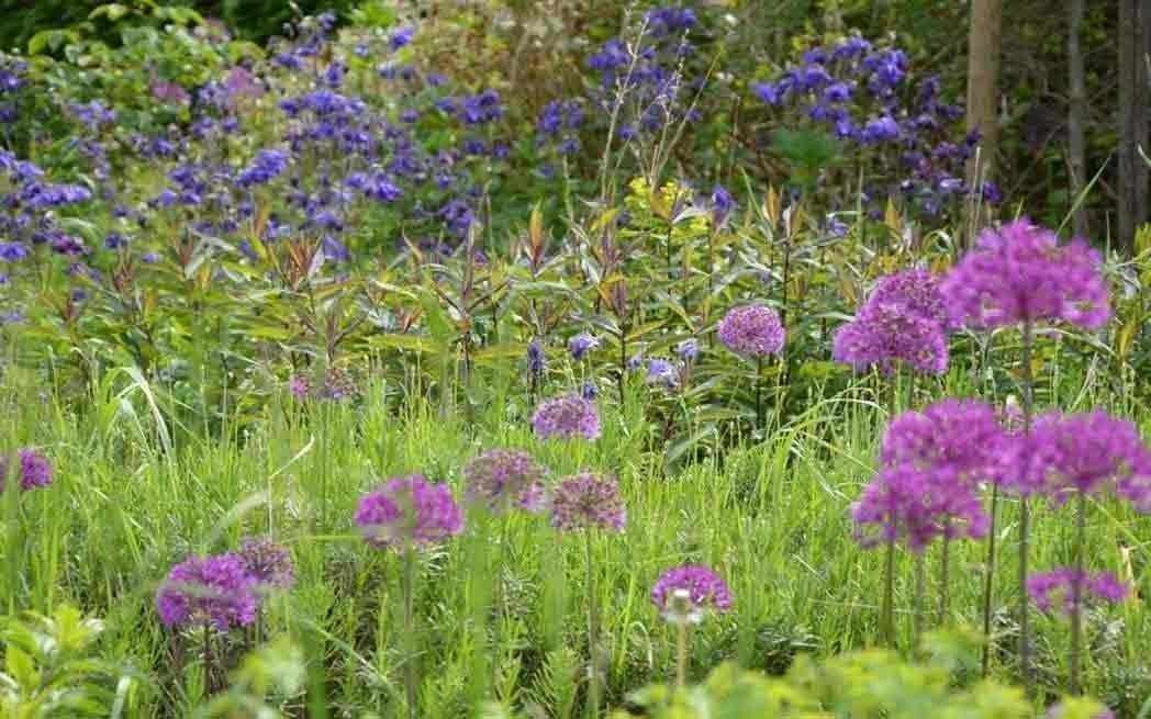 patch of green with wildflowers - WestmountMag.ca