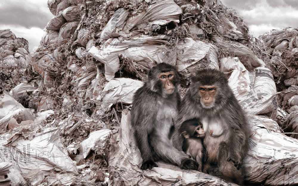 Economic growth and politics – WestmountMag.ca