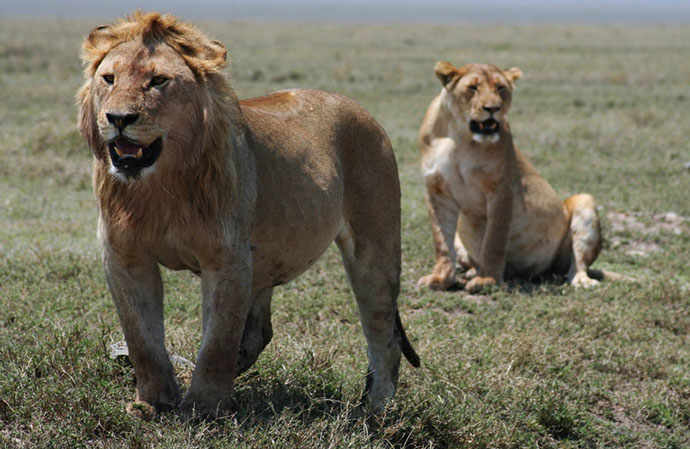 lions in the savana_WestmountMag.ca