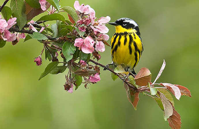 warbler, bird, cherry blossoms, branch