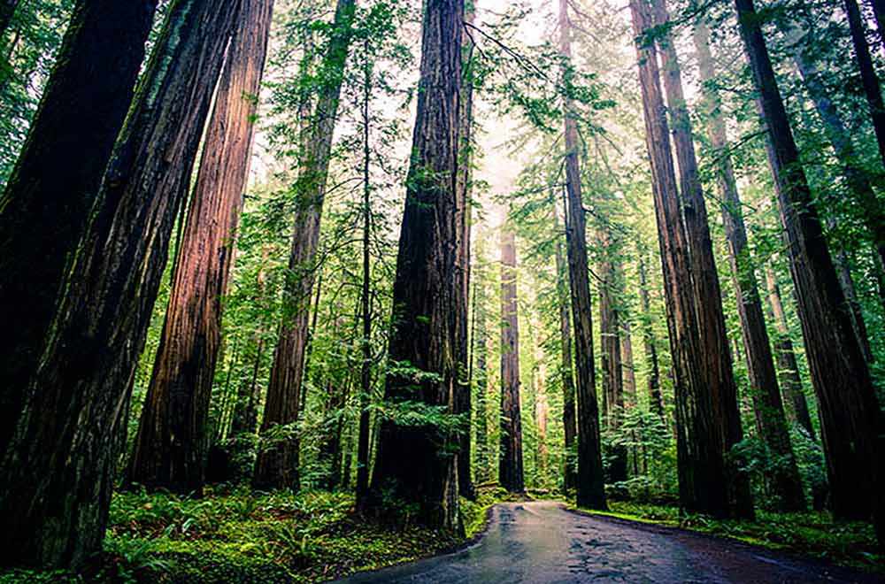 trees, redwoods