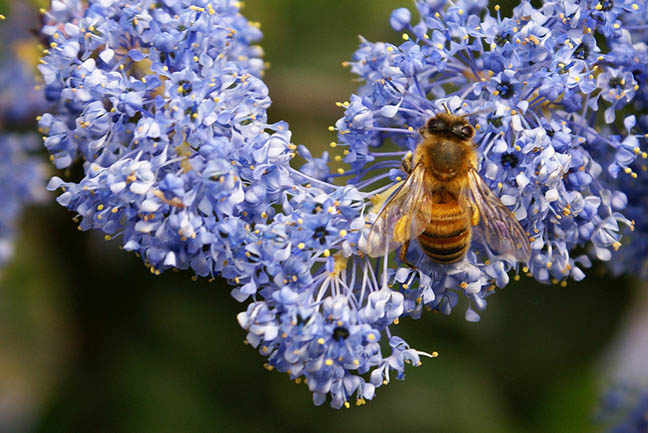 bee on lilac