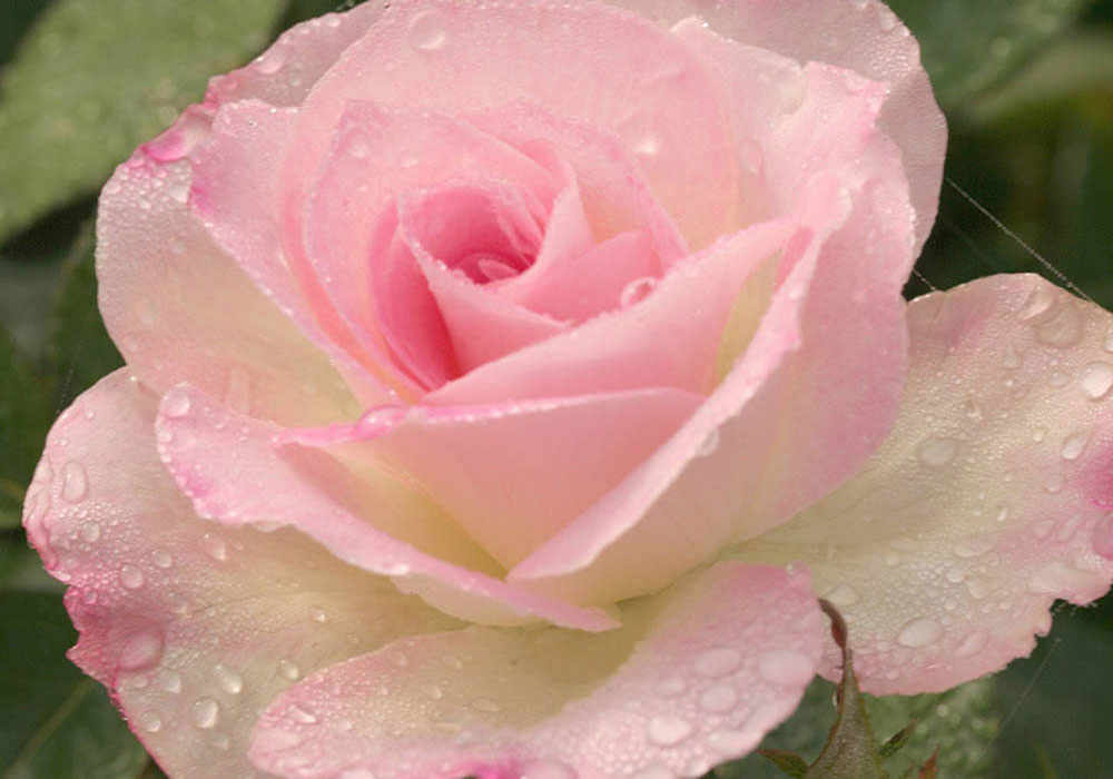 Dewy-rose_westmountmag