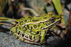 leopard frog