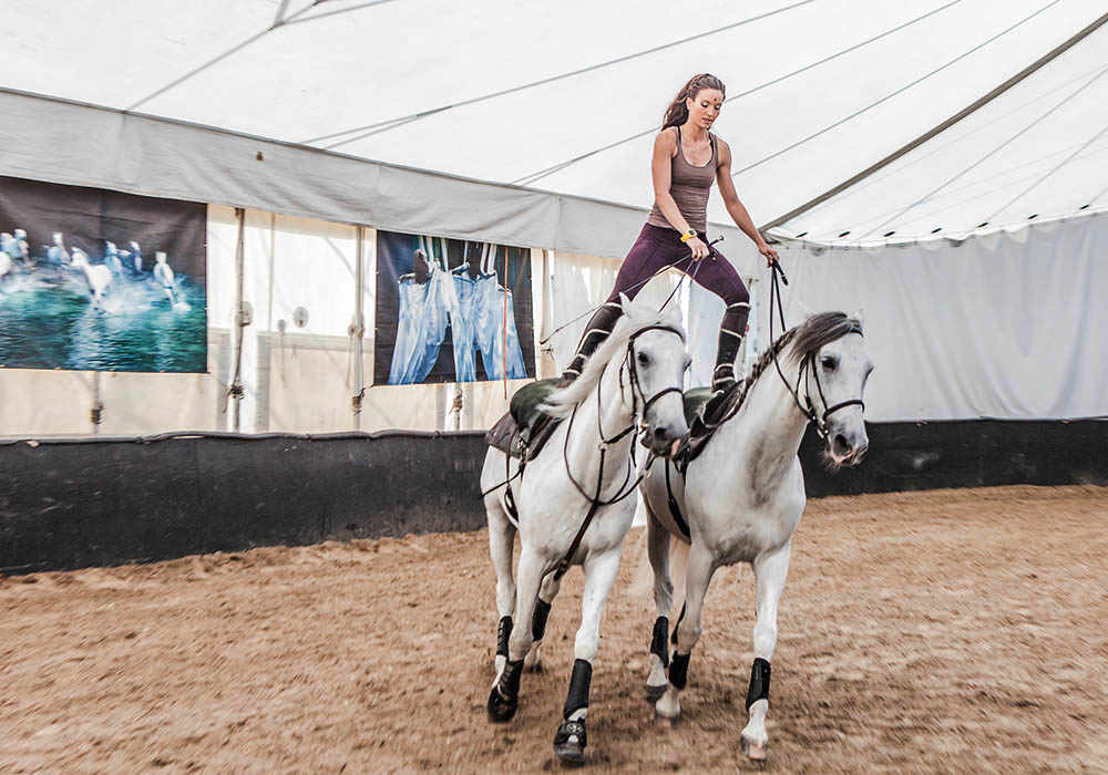 Odysseo rider atop horses