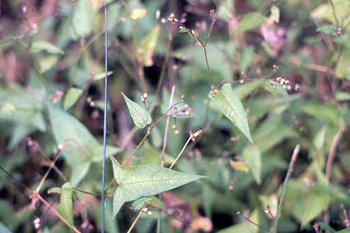 Halberd-leaved Smartweed