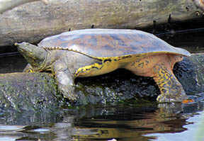 Spiny Softshell Turtle