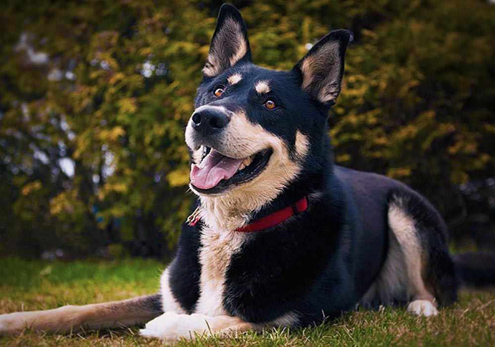 photo: dog called Max