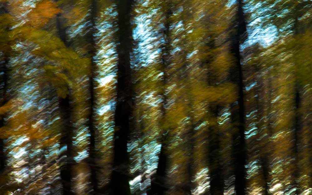 photo: Joe Donohue- Automne, Fall