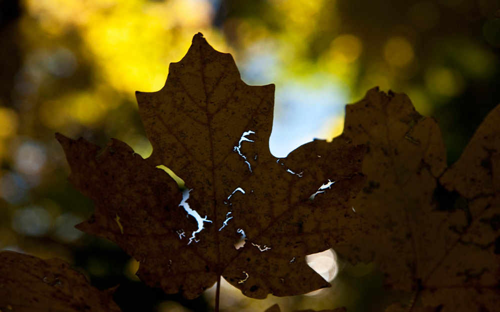 photo: Joe Donohue- Automne, Fall