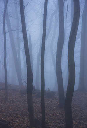 photo: Joe Donohue: Landscape Dream