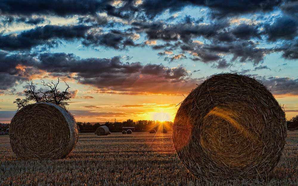 champ de recolte field harvest westmountmag.ca