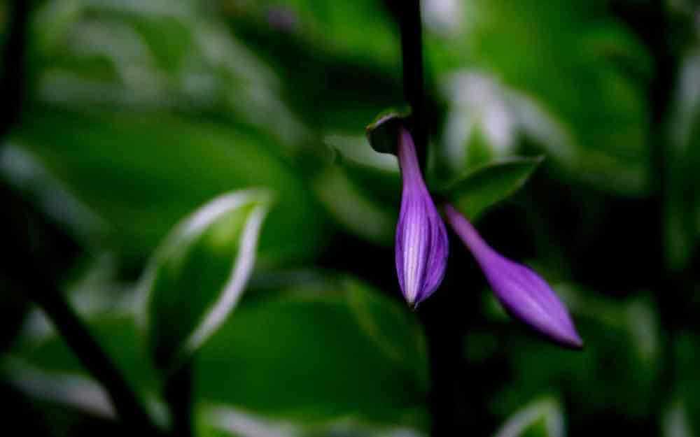 purple flower fleur mauve westmountmag.ca Joe Donahue
