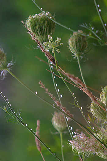 night rain pluie de nuit westmountmag.ca Joe Donohue
