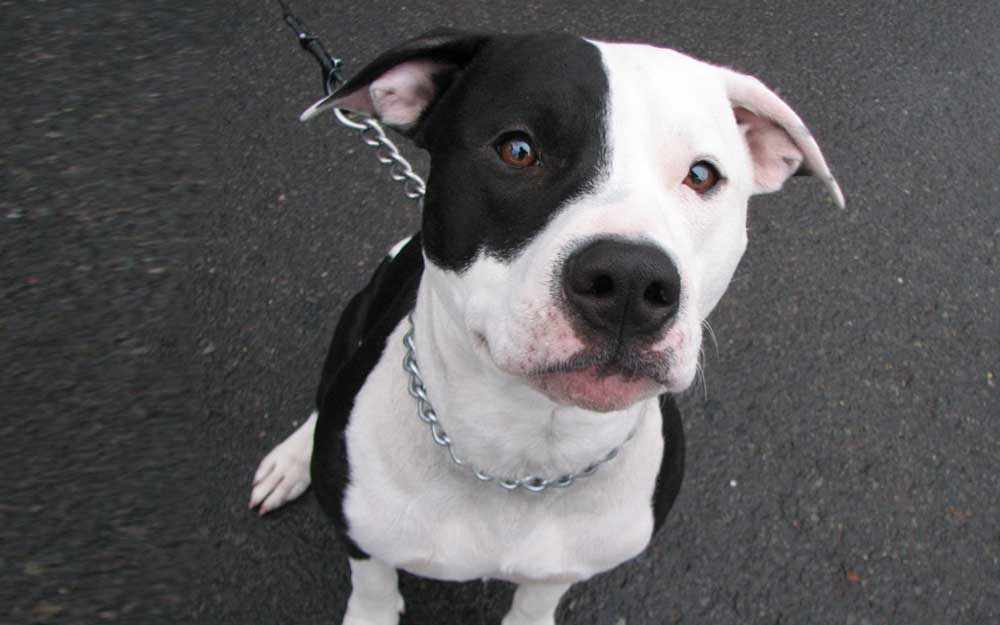 chien pit bull dog - WestmountMag.ca