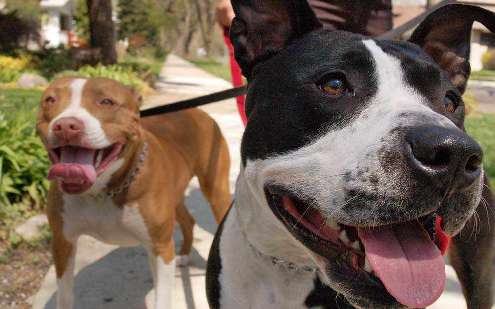 dogs animal bylaw westmountmag.ca