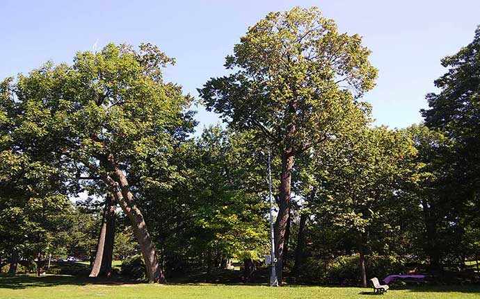 Oaks trees in Westmount Park - photo Andrew Burlone