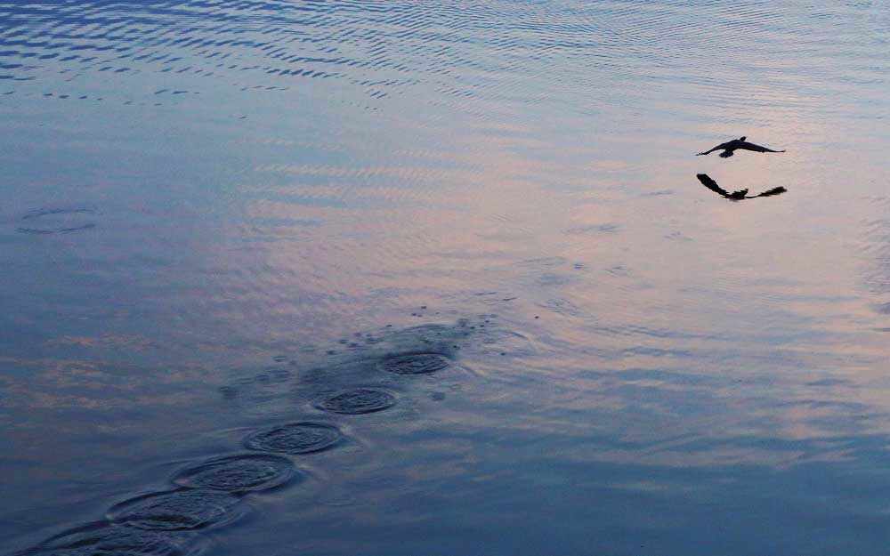 bird taking off - photo: Image : Don McCullough via StockPholio.net - westmountmag