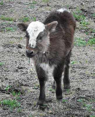 jukju Westmountmag.ca