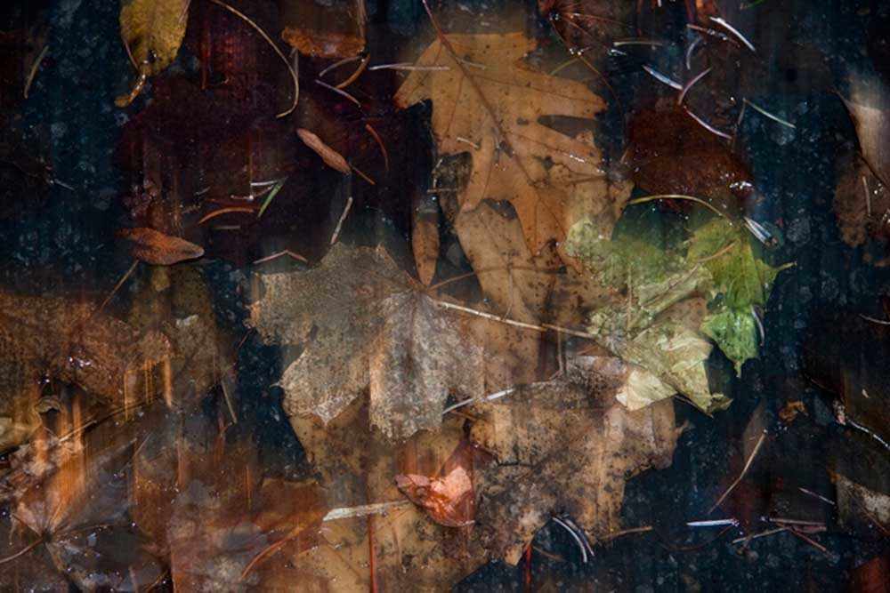 December Leaves6 - photo: Joe Donohue - WestmountMag.ca