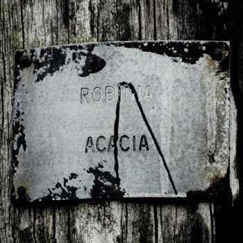 Tree at King George Park WestmountMag.ca