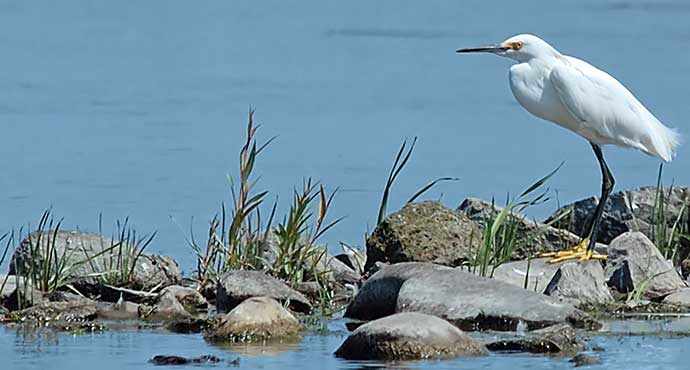 Snowy Egret WestmountMag.ca