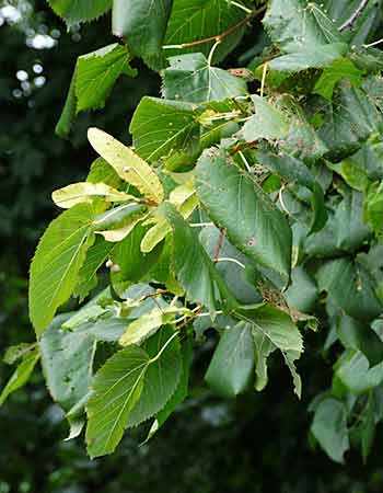 Basswood trees - WestmountMag.ca