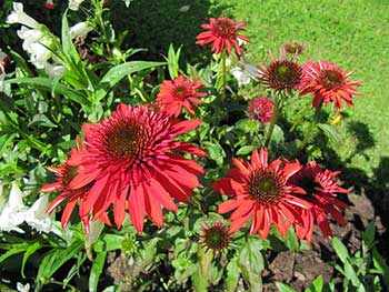 Westmount Plant Exchange WestmountMag.ca