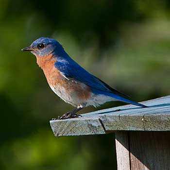 Mai : Mois du Mont-Royal - WestmountMag.ca