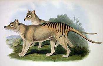 de-extinction Tasmanian Tiger WestmountMag.ca
