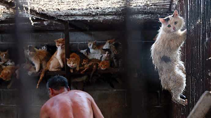 cat meat trade - WestmountMag.ca