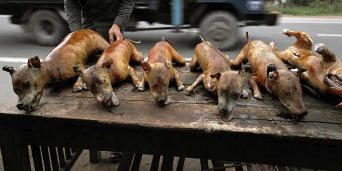 dog meat trade - WestmountMag.ca
