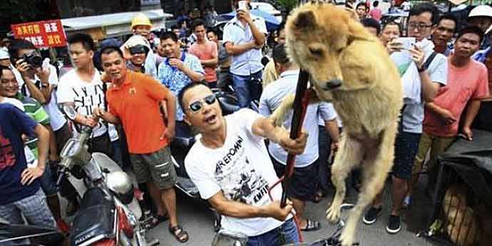 dog meat trade - WestmountMag.ca