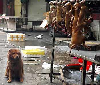 dog meat trade - WestmountMag.ca