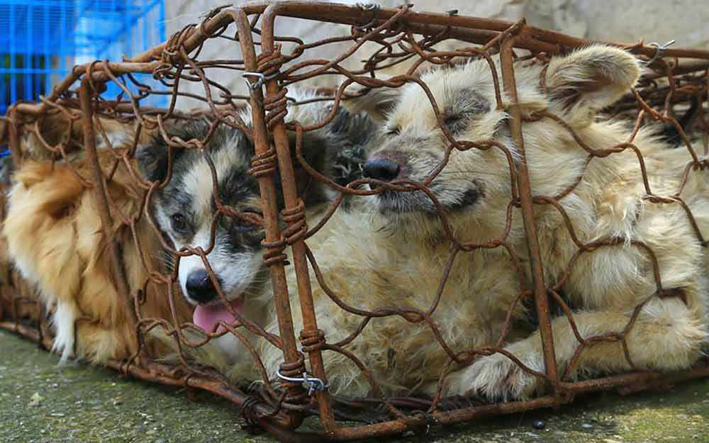 Yulin Dog Meat Festival - WestmountMag.ca