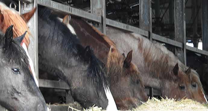 horse feed lot - WestmountMag.ca