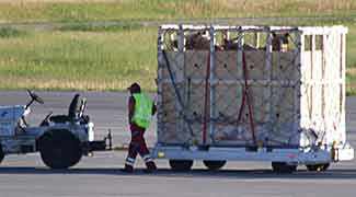 horse airport trailer - WestmountMag.ca