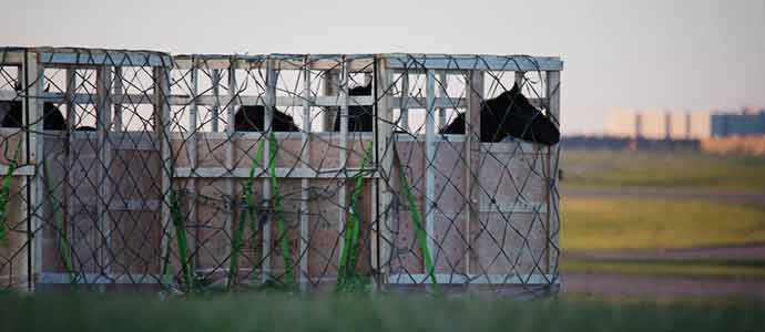 air transport of horses - WestmountMag.ca