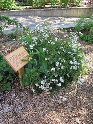 Jardins Gamelin - WestmountMag.ca