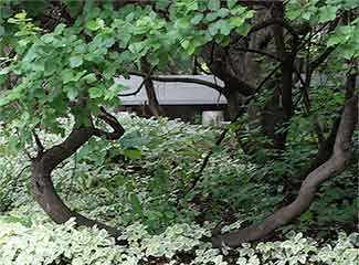 Box Elders - WestmountMag.ca