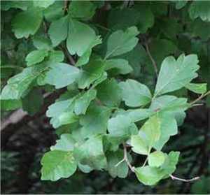 Box Elders - WestmountMag.ca