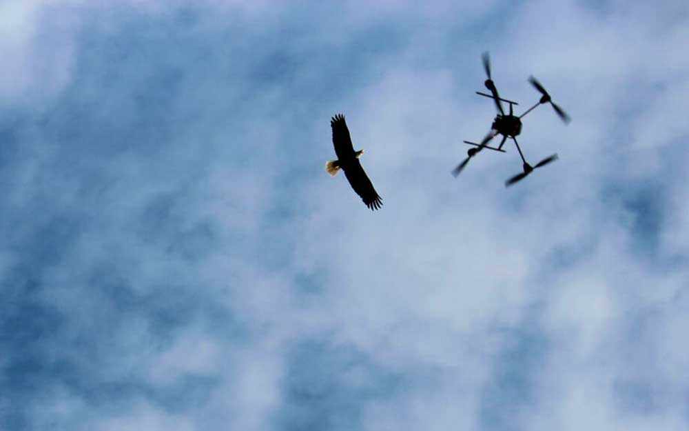 eagle drone - Westmountmag.ca