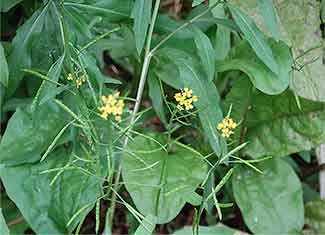 Meadow Parsnip - WestmountMag.ca