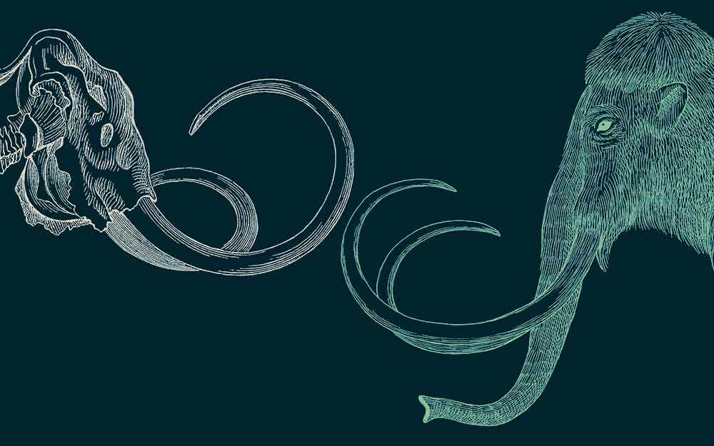 Rise of the Necrofauna - WestmountMag.ca