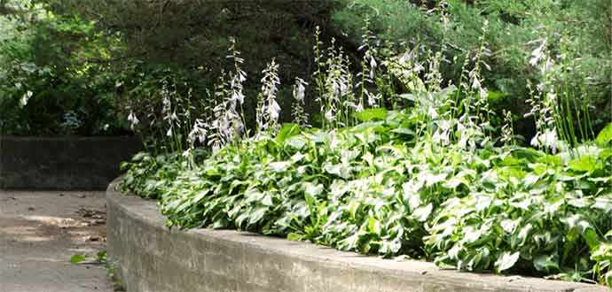 Hosta - WestmountMag.ca