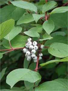Red Osier Dogwood - WestmountMag.ca