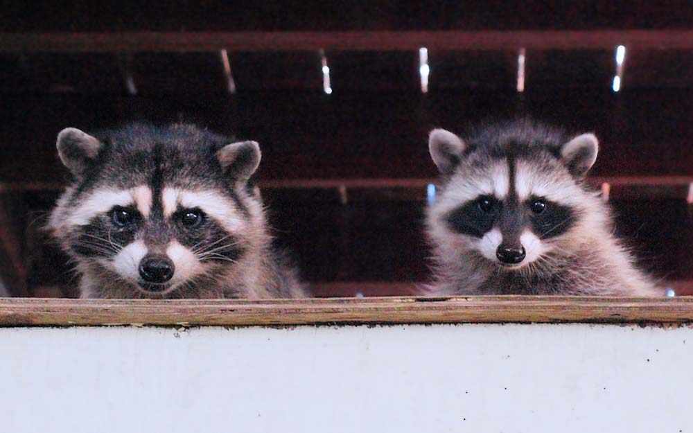 raccoons - WestmountMag.ca
