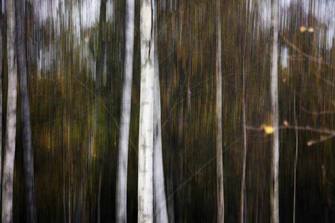 Joe Donohue The Tree Ghosts - WestmountMag.ca