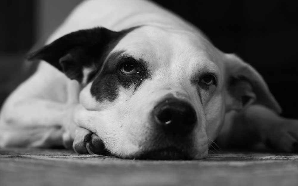 pit bull - WestmountMag.ca