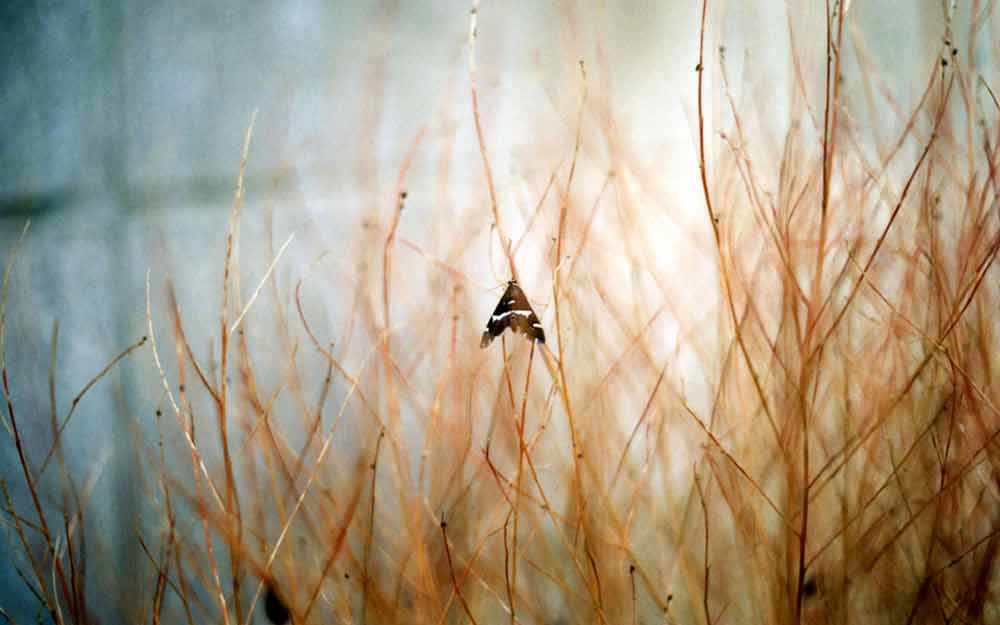 McEntyre 2017 moth - WestmountMag.ca